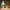 Grinch Duck 1