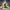Grinch Duck 4
