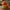 Hamburger Duck - left profile view