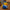 Hanukkah Duck - right profile view