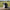 Herding Border Collie Duck - 45-degree front-left view
