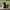Herding Border Collie Duck - left profile view