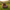Highland Cow Duck