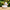 French Bulldog Duck - Right Side View | Zero Ducks Given