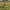 Australian Shepherd Duck - Right Side View | Zero Ducks Given