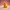 Cancer Awareness Duck - Camera-Facing View | Zero Ducks Given