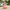 Cute Flamingo Duck camera-facing three-quarter view in a tropical setting