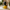Dapper Groom Duck back view on a wedding-themed background