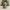 Christmas Grinch-inspired duck, front view with Christmas-tree background