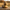 Cute Scarecrow Duck, right side view with harvest background