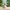 Cute Flamingo Duck front view on sandy stone with tropical greenery
