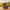 Highland Cow Duck - Right Side View | Zero Ducks Given