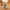Road Runner Duck front view in a desert setting