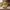 Minion Duck One Eye right-side profile