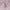 Glinda Witch Duck - Camera-Facing View | Zero Ducks Given
