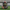 Atlanta Falcons Duck front view