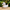 French Bulldog Duck - Left Side View | Zero Ducks Given