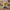 Minion Duck One Eye front-facing view