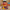 Ernie-inspired collectible duck camera-facing view