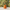 Orange Fruit Duck back view