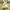Rabbit Duck camera-facing three-quarter view in a softly blurred meadow