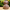 Dachshund Duck - Back View | Zero Ducks Given