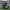 Atlanta Falcons Duck left-facing side view