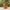 Orange Fruit Duck left-side profile