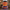 Ernie-inspired collectible duck back view