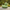 Grass Dragon Duck right-facing side profile with woodland background