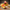 Thanksgiving Duck camera-facing view