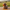 Highland Cow Duck - Camera-Facing View | Zero Ducks Given