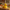 Swiss Cheese Duck - Right Side View | Zero Ducks Given
