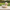 Labrador Duck right-facing side view with park background