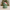 Christmas Grinch-inspired duck, camera-facing three-quarter view