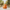 Orange Fruit Duck right-side profile