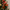 Rudolph Duck camera-facing view