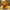 Cowardly Lion-Inspired Duck, camera-facing three-quarter view