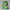 Disgust-Inspired Duck figurine facing the camera
