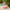 Cute Flamingo Duck left-facing side profile in a tropical setting