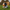 Cow Duck - Camera-Facing View | Zero Ducks Given