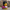 Super Saiyan 4 duck camera-facing three-quarter view