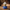 Country Music Legend Duck front view with white cowboy hat and blue shirt