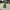 Soldier Duck right side view