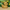 Golden Doodle Duck - Right Side View | Zero Ducks Given