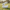 Rabbit Duck left-side view in a softly blurred meadow