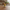 Deviled Egg Duck collectible front view on a warm kitchen table