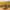 Highland Cow Duck - Front View | Zero Ducks Given