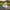 Easter Sheep Duck camera-facing three-quarter view