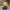 Bert duck collectible, back view